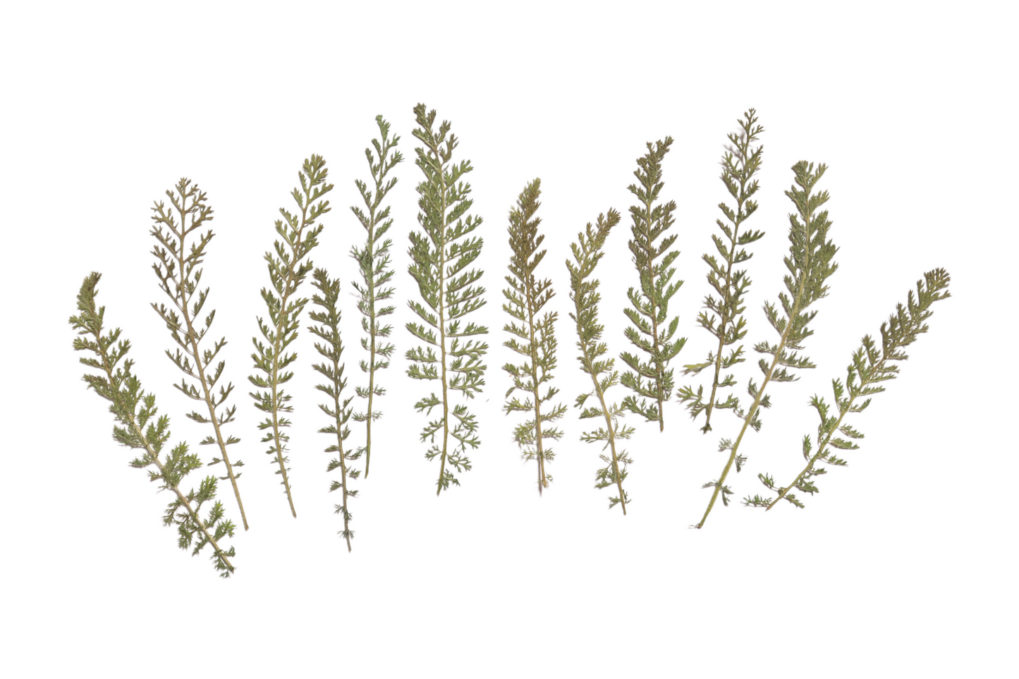 Pressed Edible Foliage - Yarrow Fronds – 10 Pack
