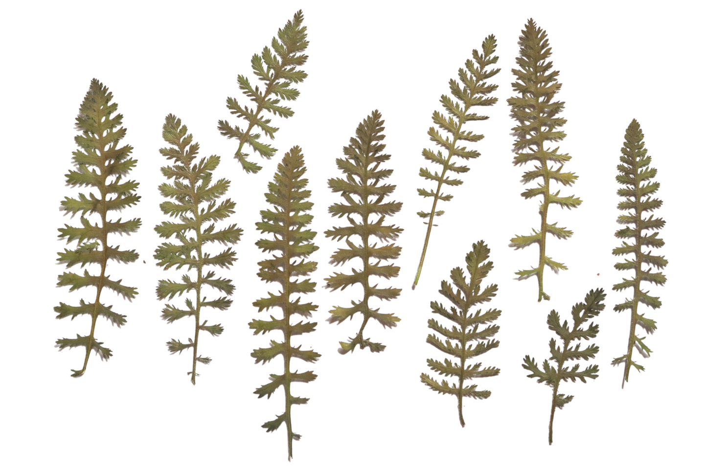 Pressed Edible Foliage - Yarrow Feathers – 10 Pack