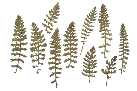 Pressed Edible Foliage - Yarrow Feathers – 10 Pack