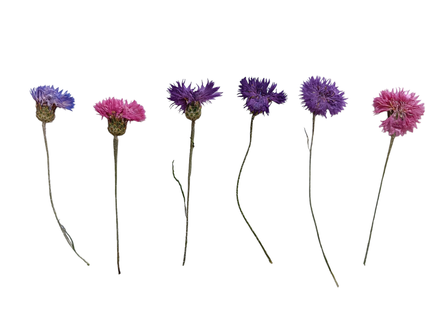 Pressed Edible Cornflowers – 8 Piece Pack