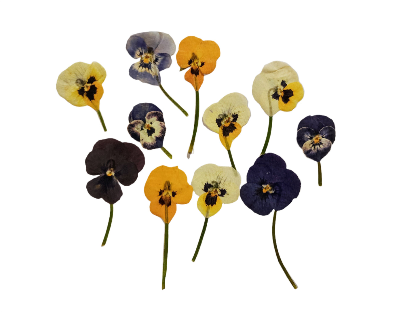 Pressed Edible Violas with Stems – Mixed Colours 12 Pack