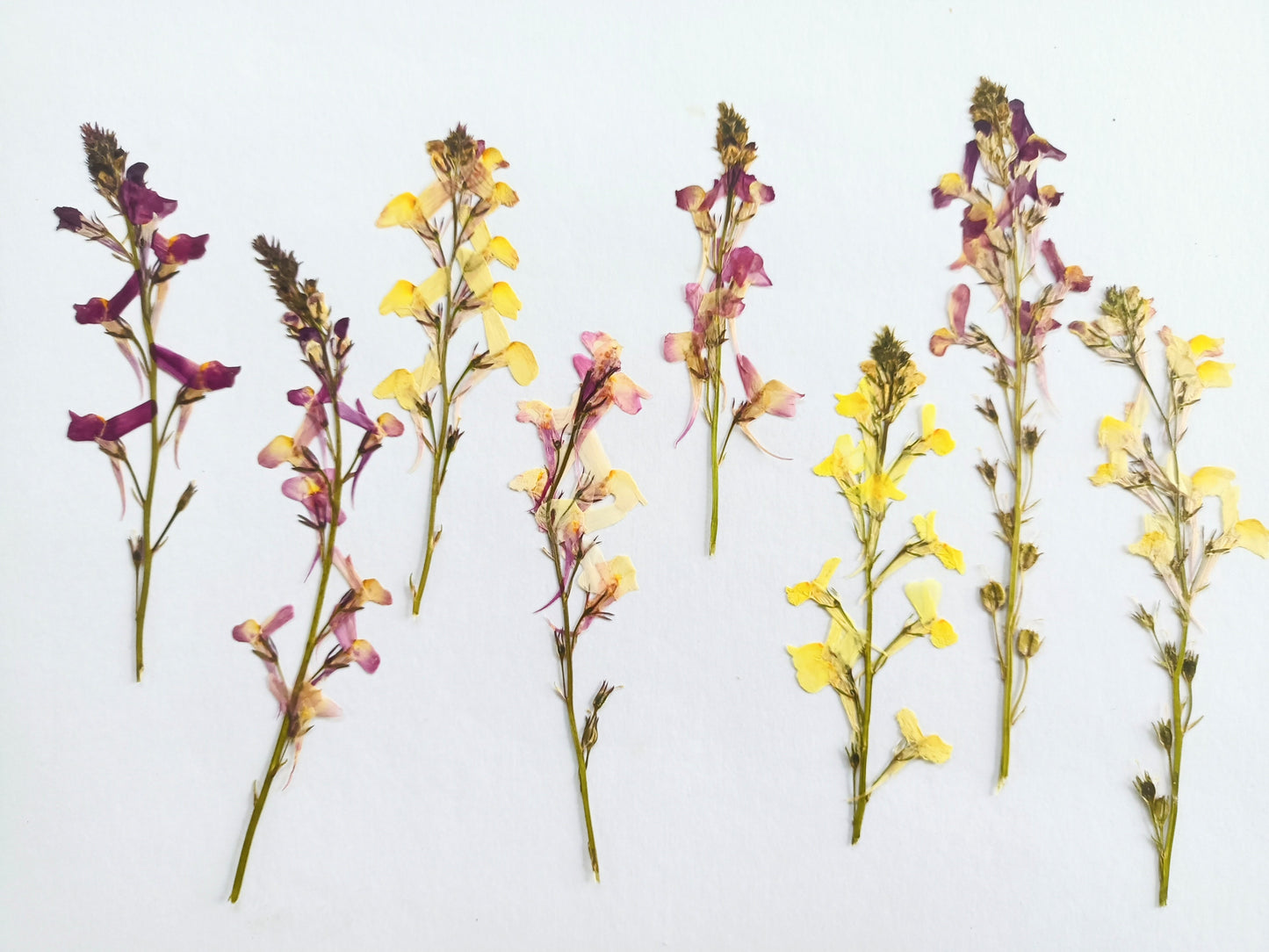 Pressed Edible Linaria Flowers – 8 Pack