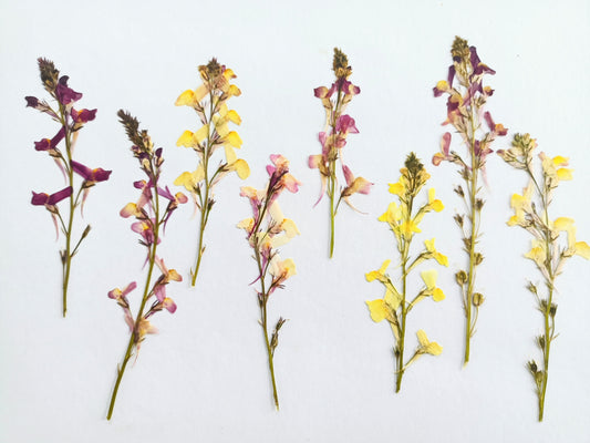 Pressed Edible Linaria Flowers – 8 Pack
