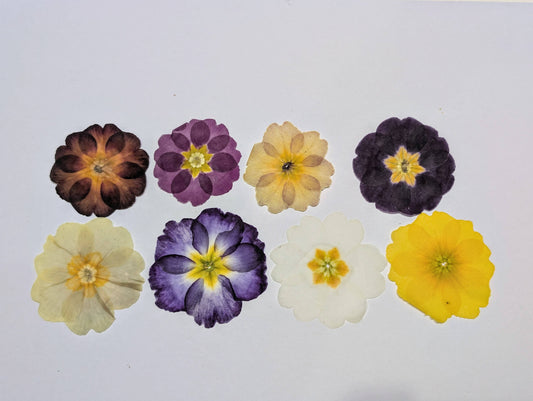 Pressed Edible Primroses – Mixed Colours - 8 Pack