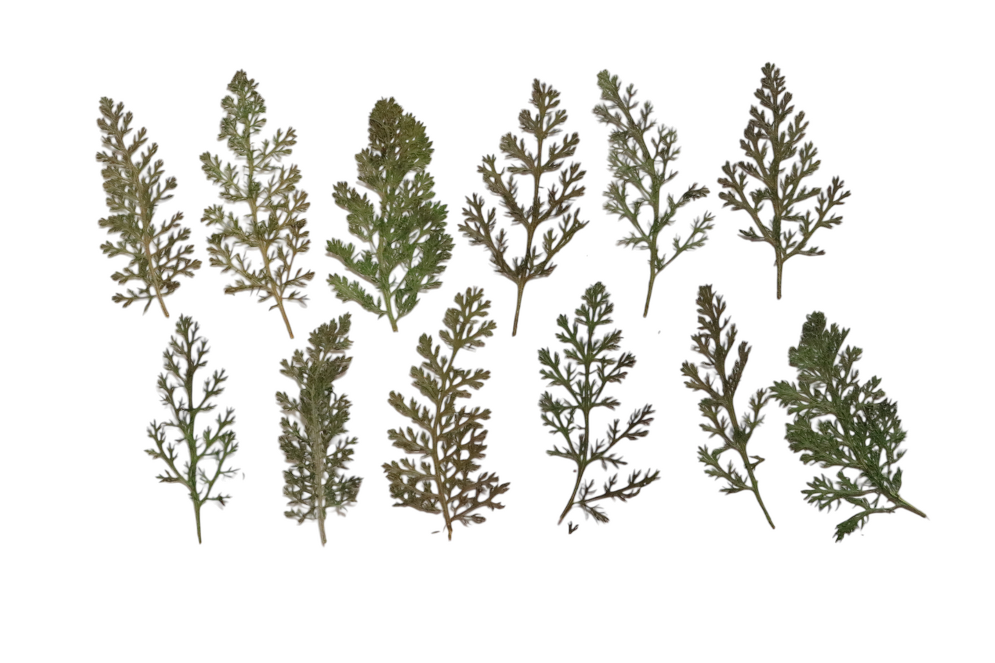 Pressed Edible Foliage - Yarrow Leaves – 10 Pack