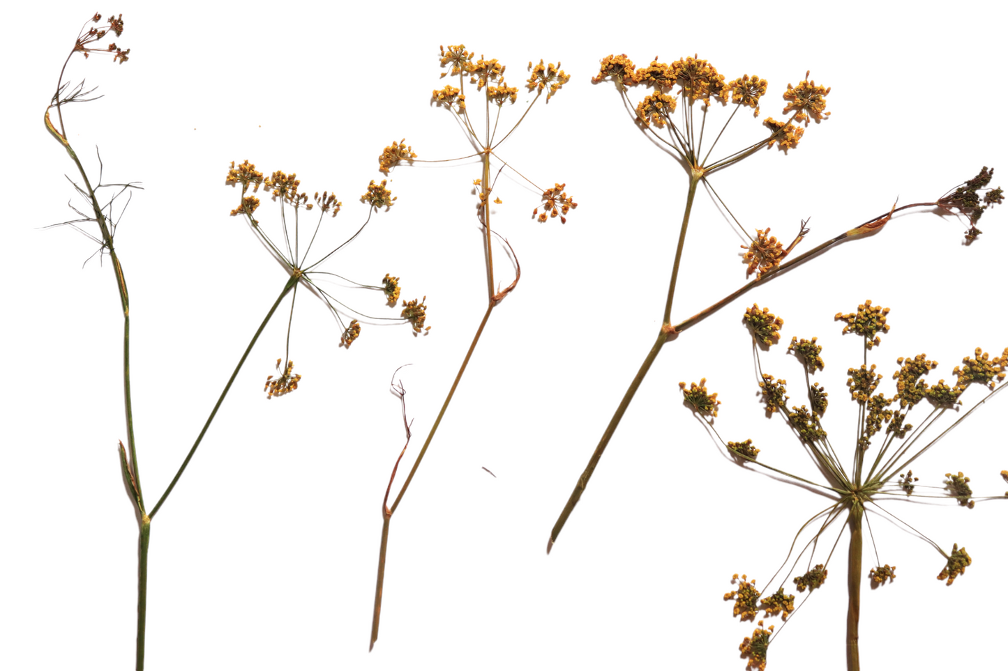Organic Pressed Edible Flowers - Bronze Fennel Florets