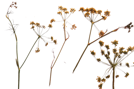 Organic Pressed Edible Flowers - Bronze Fennel Florets