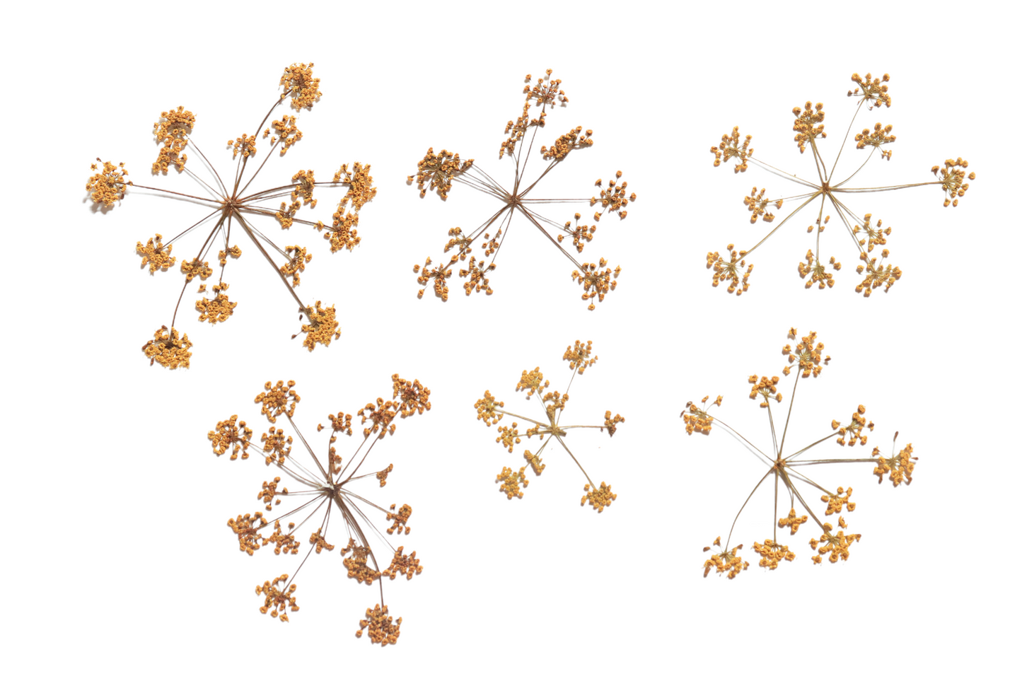 Pressed Edible Bronze Fennel Flower Heads – 6 Pack