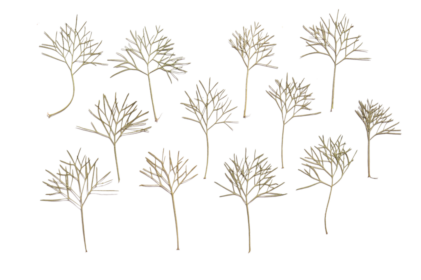 Organic Pressed Edible Leaves - Cola Herb Trees