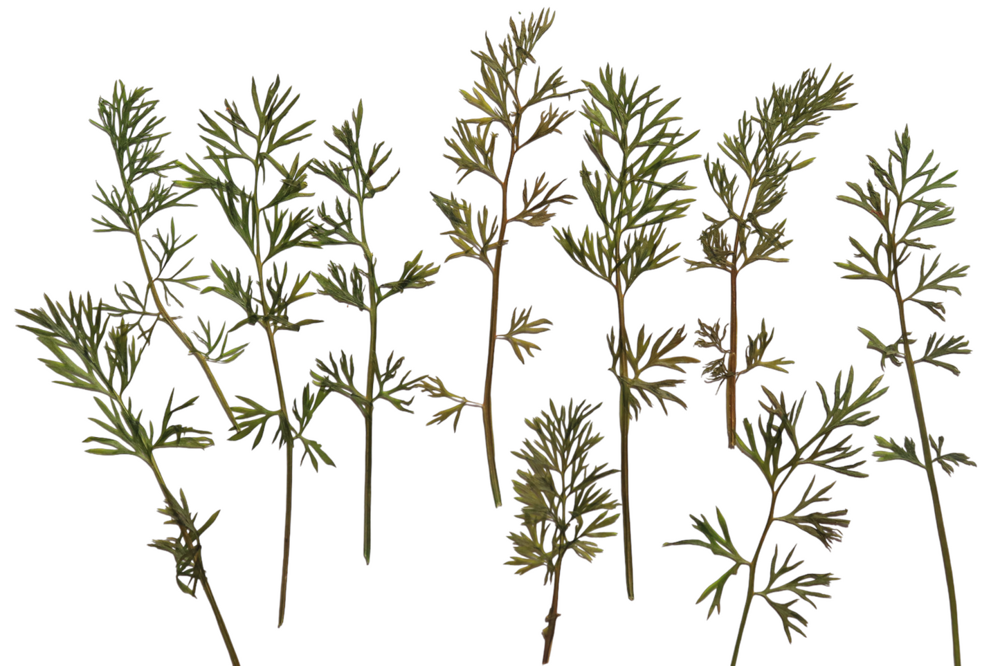 Pressed Foliage - Nigella Frills – 10 Pack