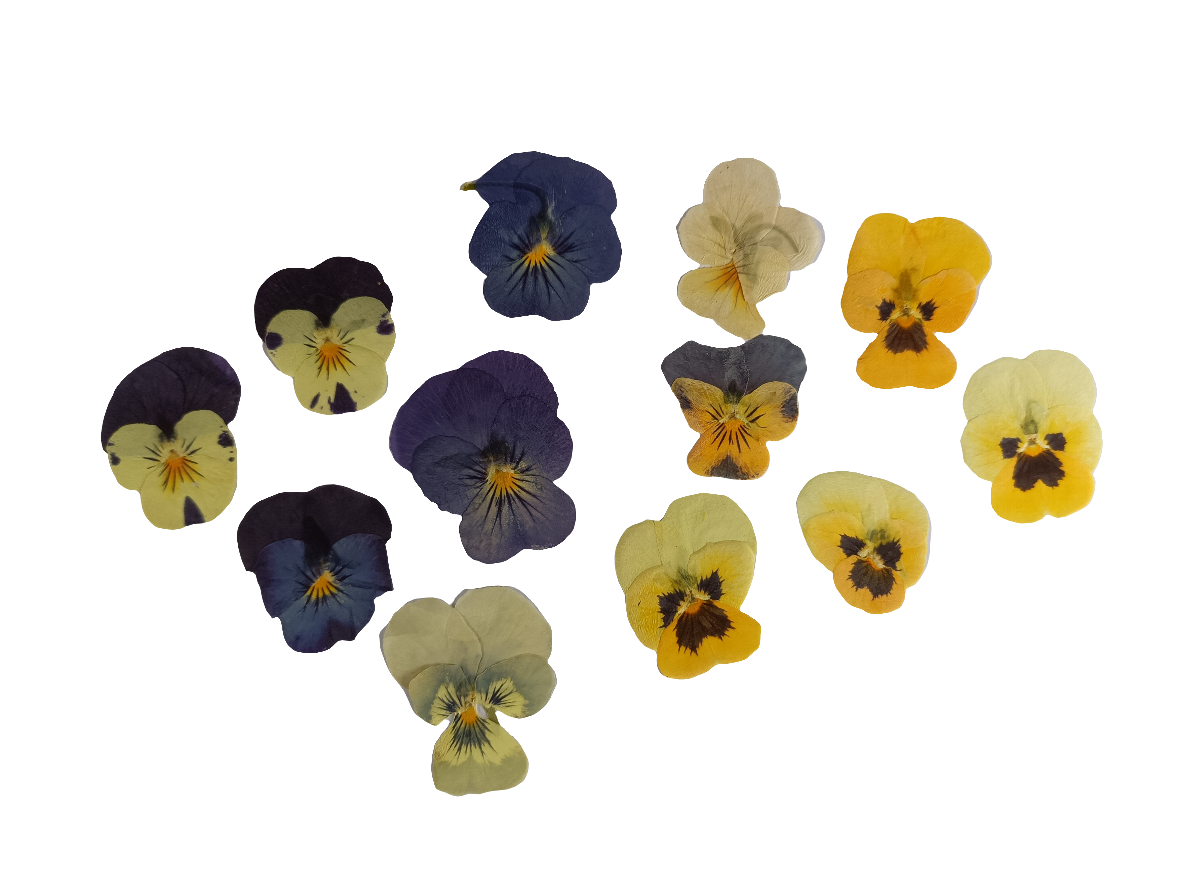 Pressed Edible Violas – Mixed Colours - 12 Pack