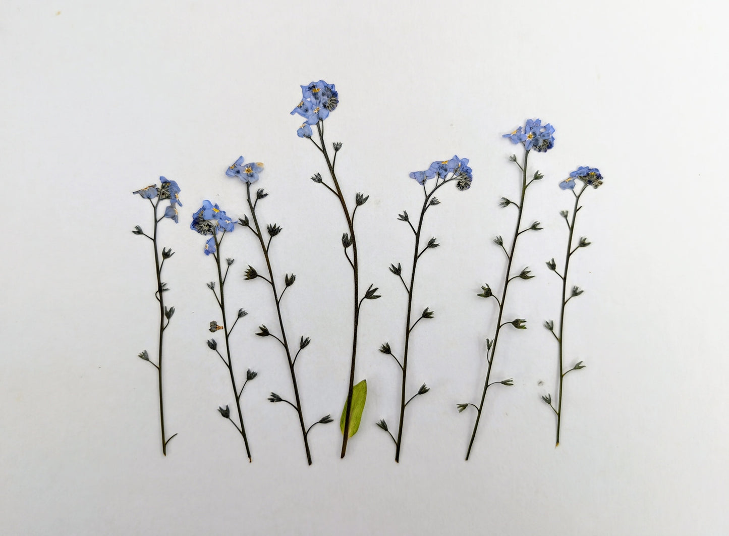 Pressed Blue Forget-Me-Nots with Stems – 8 Pack