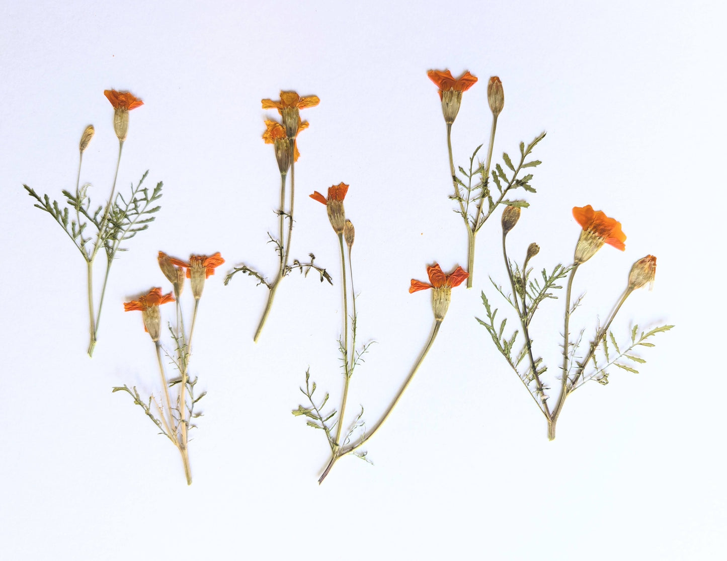 Pressed Edible Orange Tagetes Flowers – 6 Pack