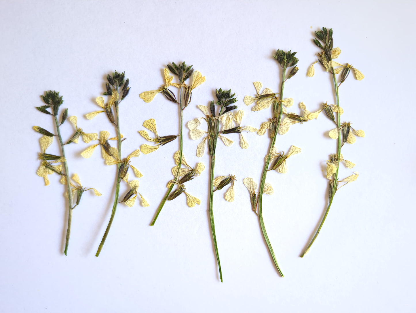 Pressed Edible Rocket Flowers – 6 Pack