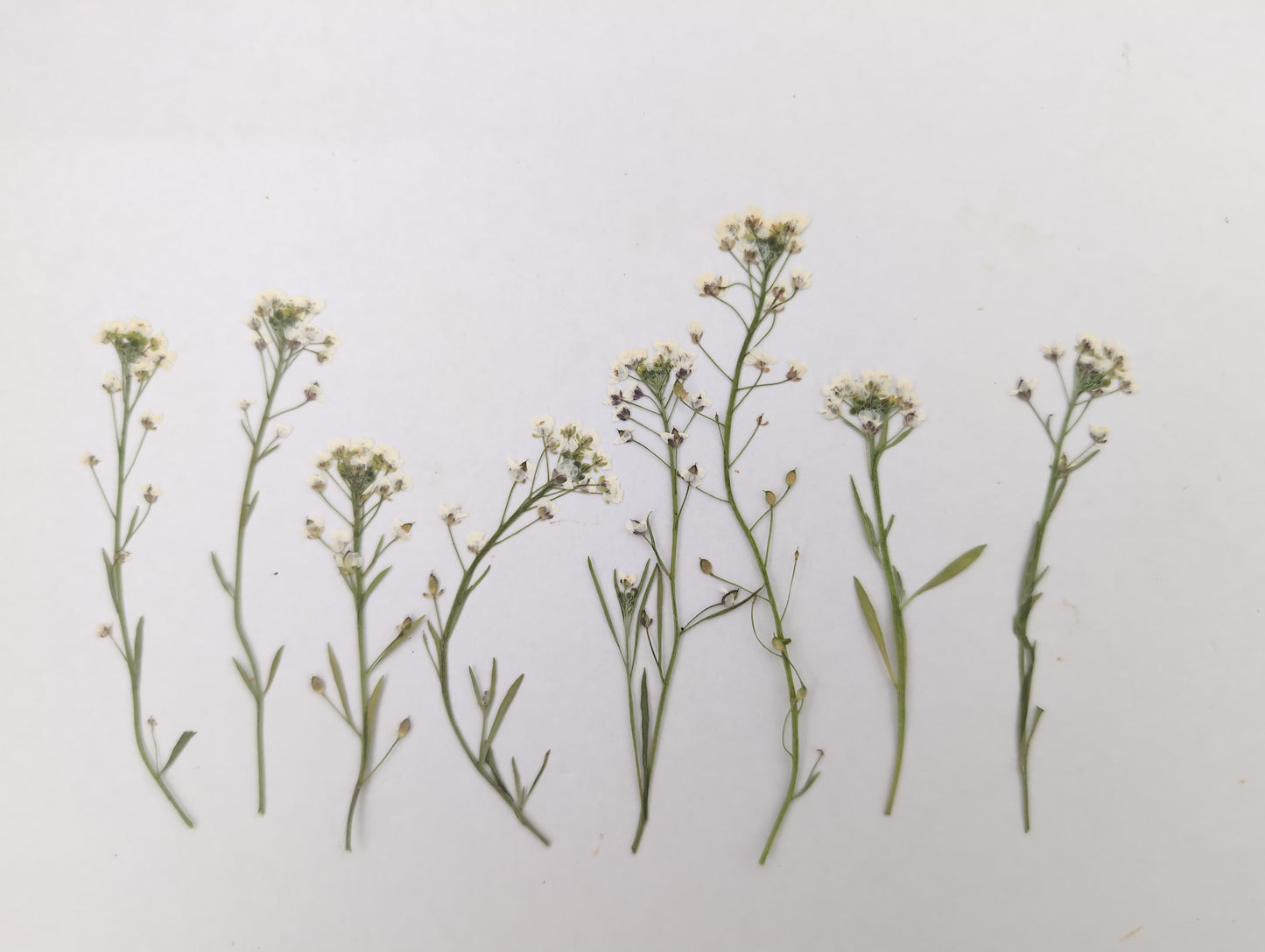 Pressed White Edible Alyssum Flowers – 8 Pack