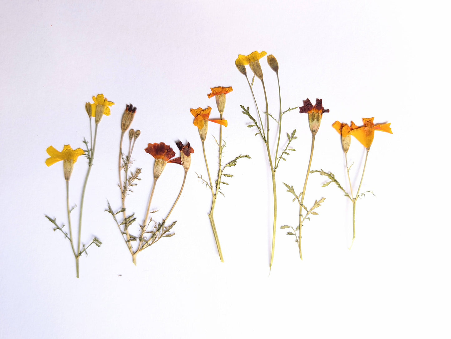 Pressed Edible Mixed Colour Tagetes Flowers – 6 Pack
