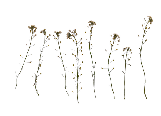 Organic Pressed Edible Flowers - Alyssum
