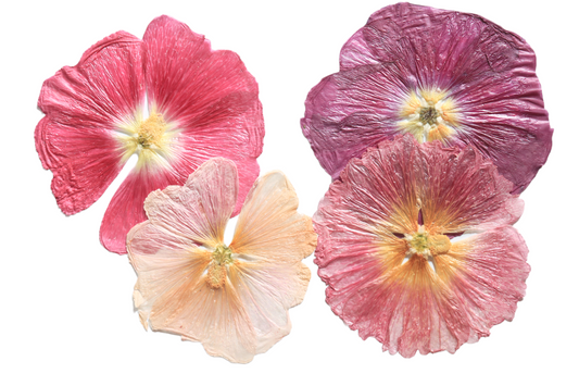 Organic Pressed Edible Flowers - Hollyhock Flowers