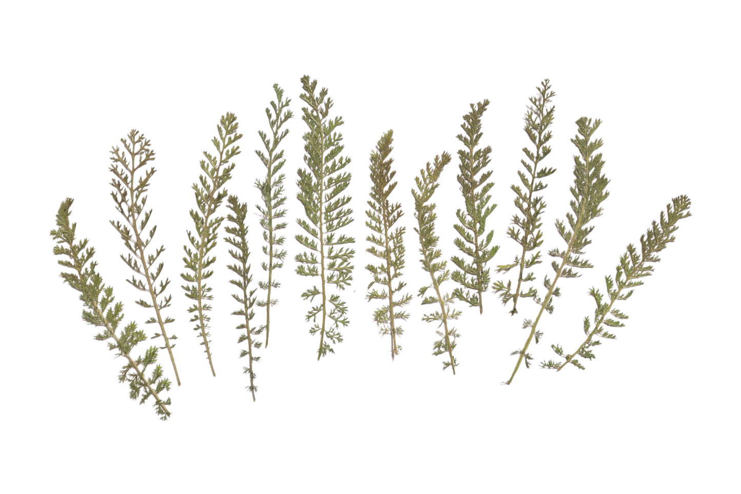 Organic Pressed Edible Leaves - Yarrow Fronds