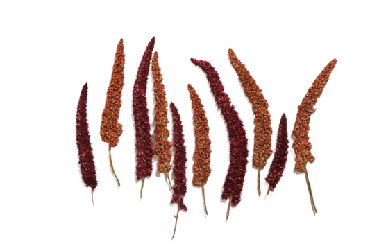 Organic Pressed Edible Leaves - Amaranth Fronds