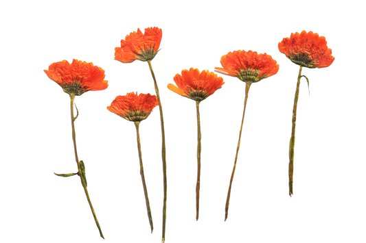 Organic Pressed Edible Flowers - Calendula Flowers