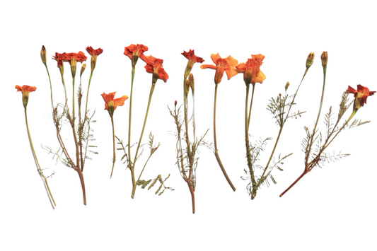 Organic Pressed Edible Flowers - Tagetes Flowers