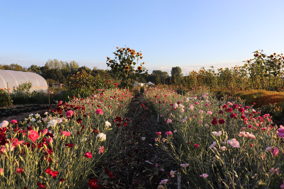 Two rows of edible flowers