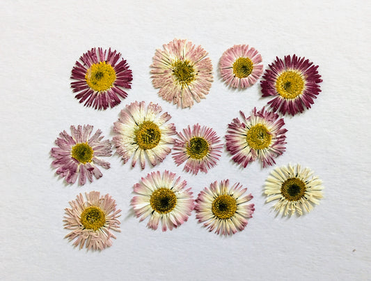 Pressed Edible Bellis Daisies – 12 Pack