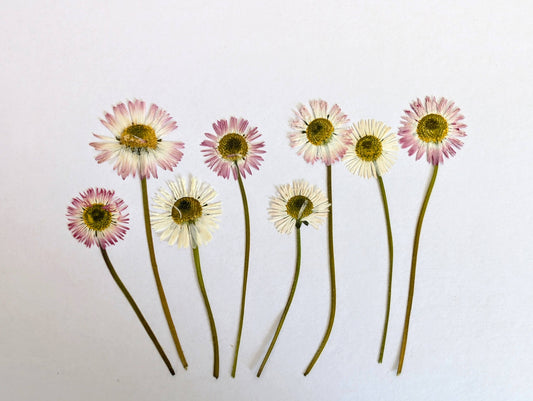 Pressed Edible Bellis Daisies With Stems – 8 Pack