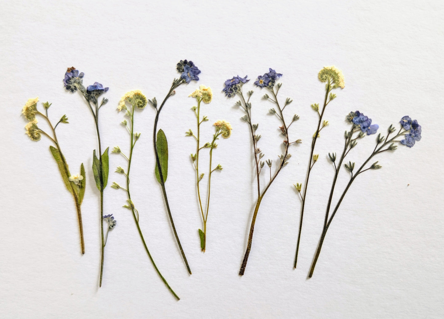 Pressed Blue & White Forget-Me-Nots – 8 Pack