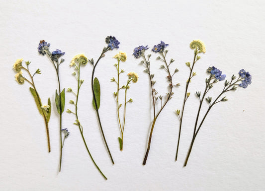 Pressed Blue & White Forget-Me-Nots – 8 Pack