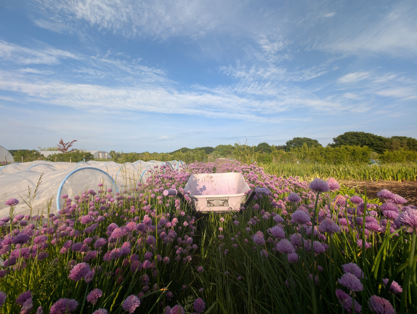 Chive Flower Powder