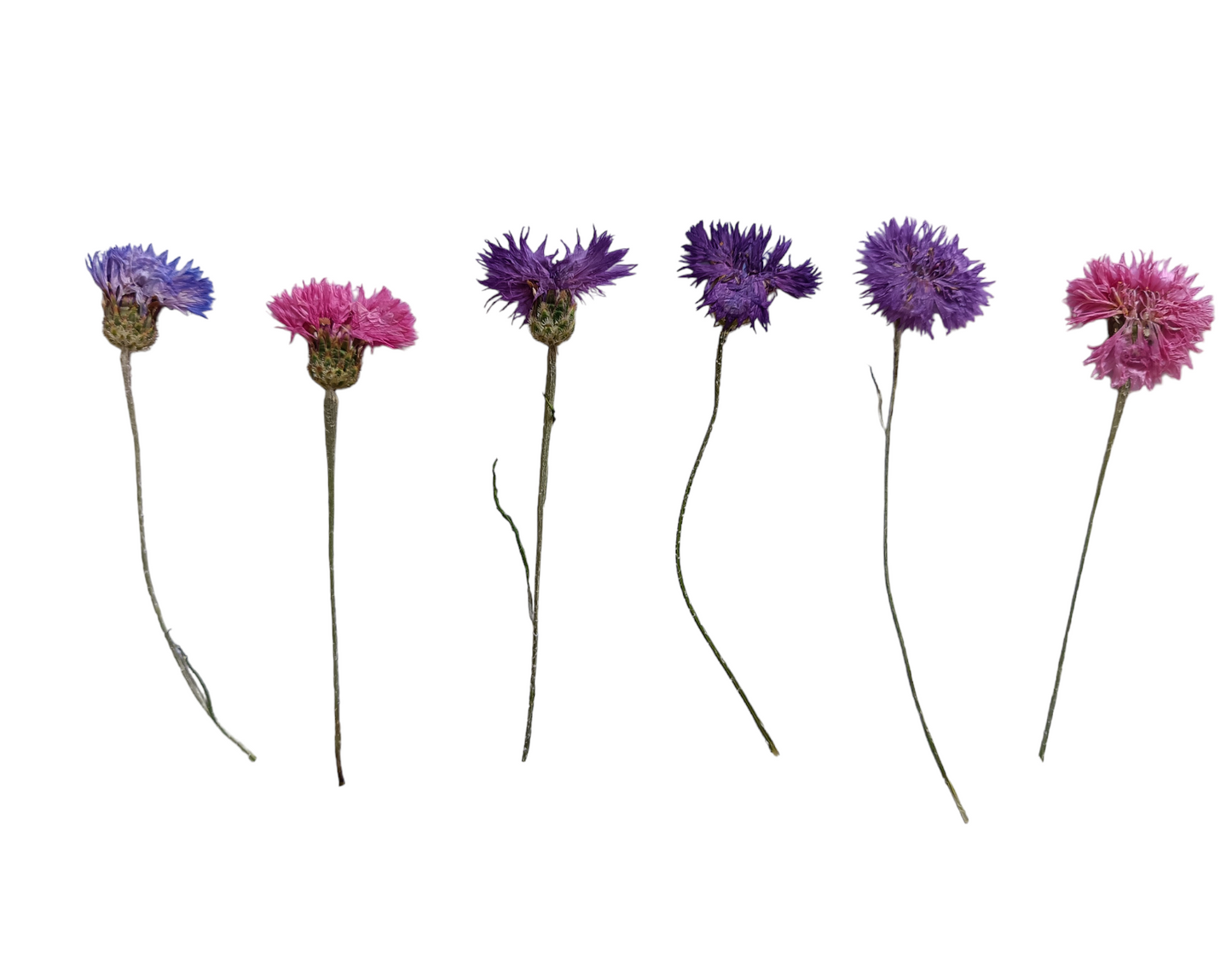 Organic Pressed Edible Flowers - Cornflower