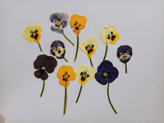 Organic Pressed Edible Flowers - Mixed Colour Viola On Stems Flowers