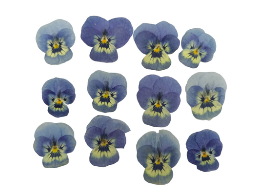 Organic Pressed Edible Flowers - Baby Blue Viola Flowers