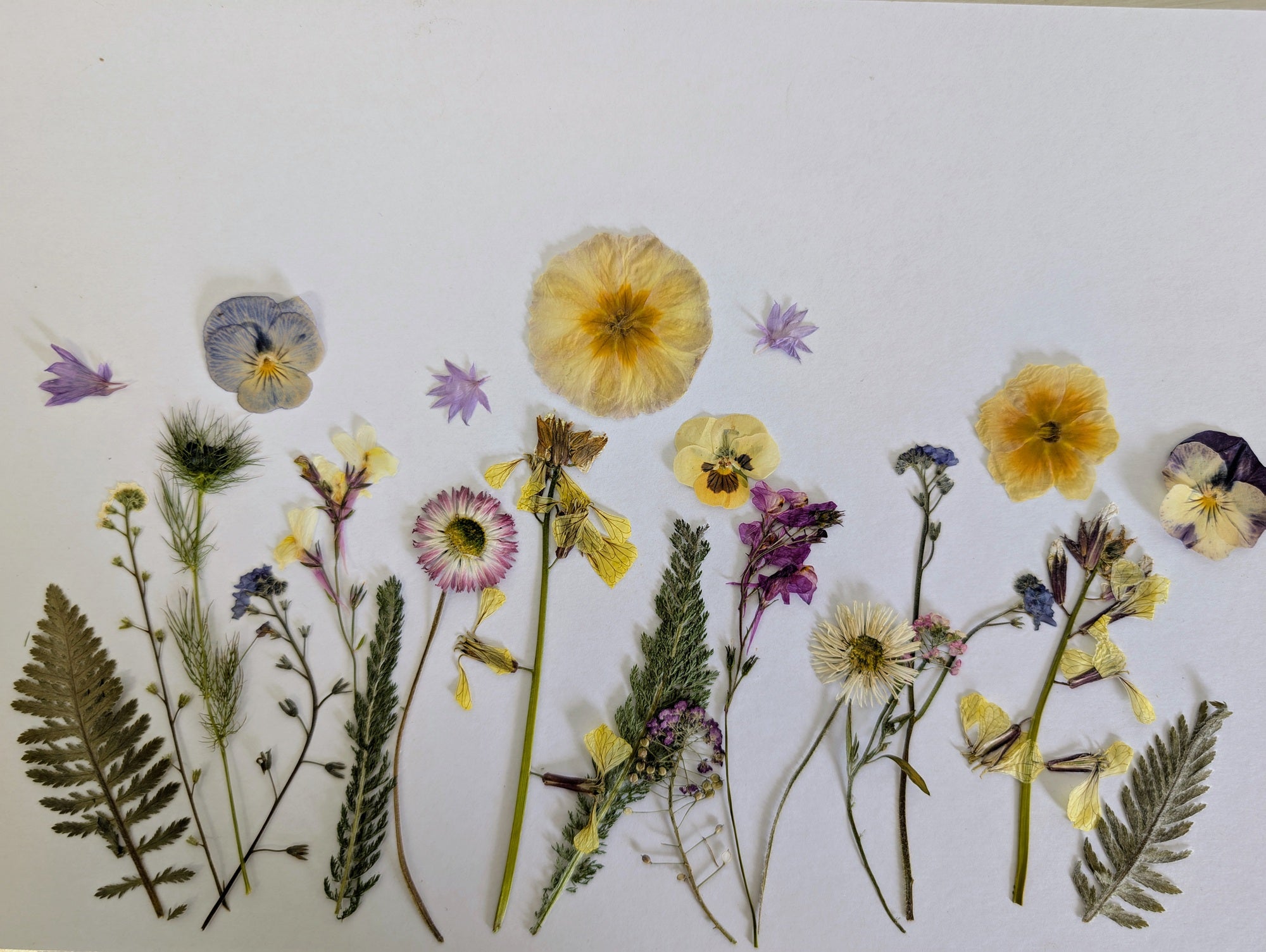 Dried edible flowers grown by hand on an organic farm in Sussex, ready for cakes and wild plates