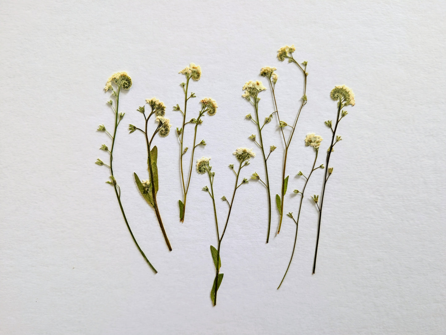Pressed Edible White Forget-Me-Nots – 8 Pack