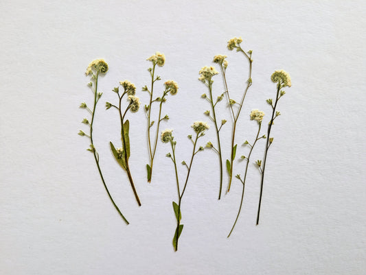 Pressed Edible White Forget-Me-Nots – 8 Pack