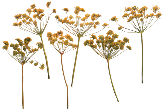 Organic Pressed Edible Flowers - Green Fennel Florets