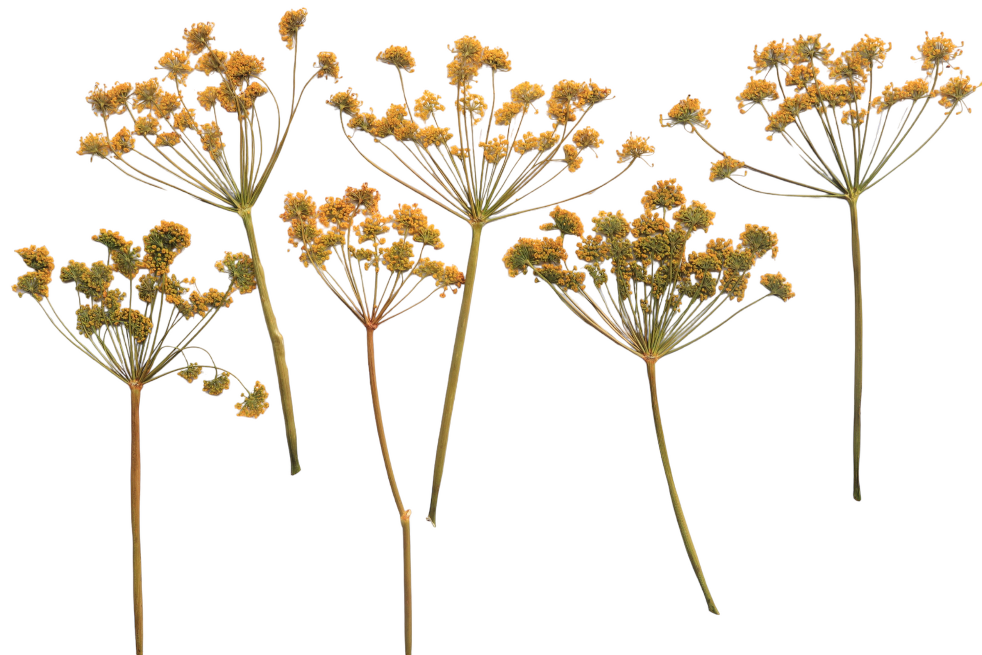 Aweside Farm - Pressed Edible Flowers & Dried Edible Flowers