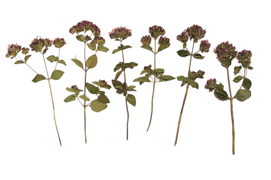 Organic Pressed Edible Leaves - Oregano Flowers