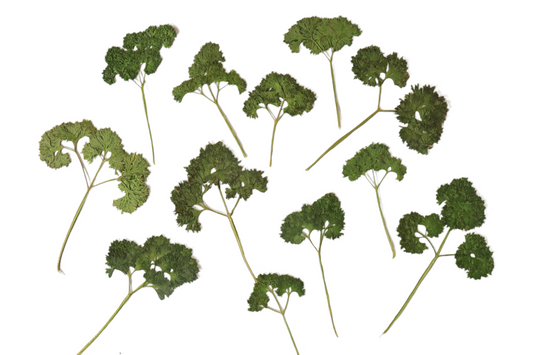 Organic Pressed Edible Leaves - Parsley Clusters