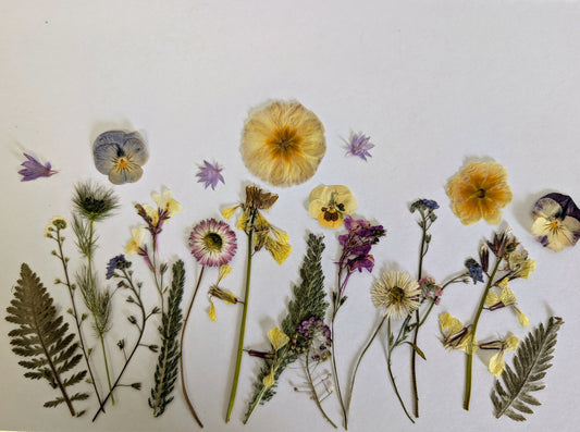 Spring Pressed Edible Flowers – 20 Pieces