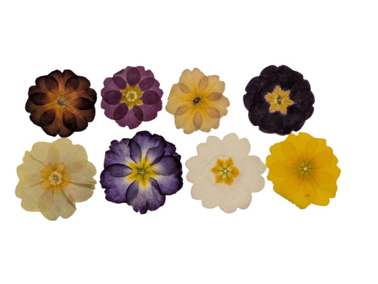 Pressed Edible Flowers - Mixed Colour Primroses