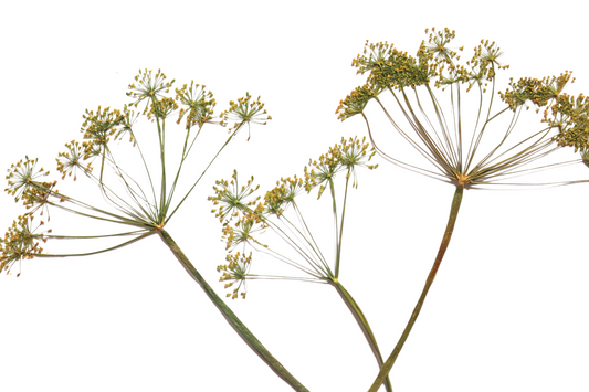 Organic Pressed Edible Flowers - Dill Flowers