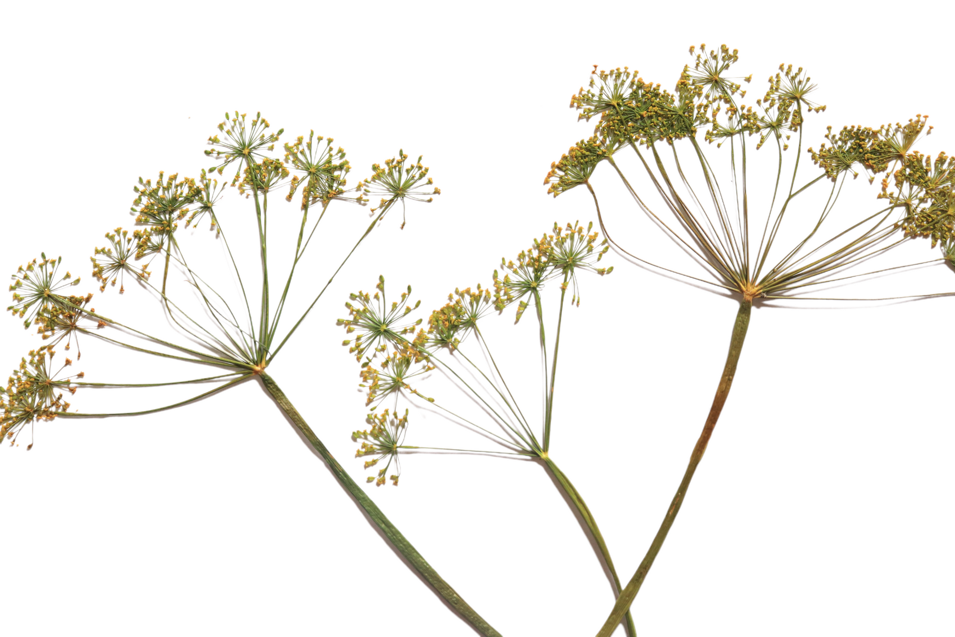 Aweside Farm - Pressed Edible Flowers & Dried Edible Flowers