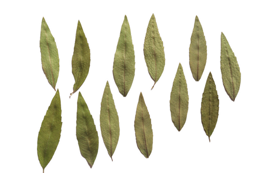 Organic Pressed Edible Flowers - Lemon Verbena Leaves