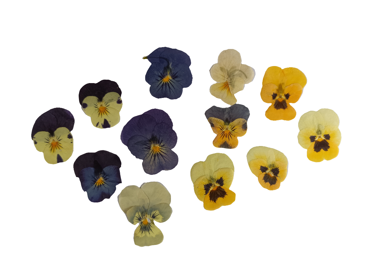 Organic Pressed Edible Flowers - Mixed Colour Viola