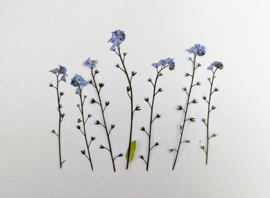 Pressed Edible Flowers - Forget Me Not Flowers