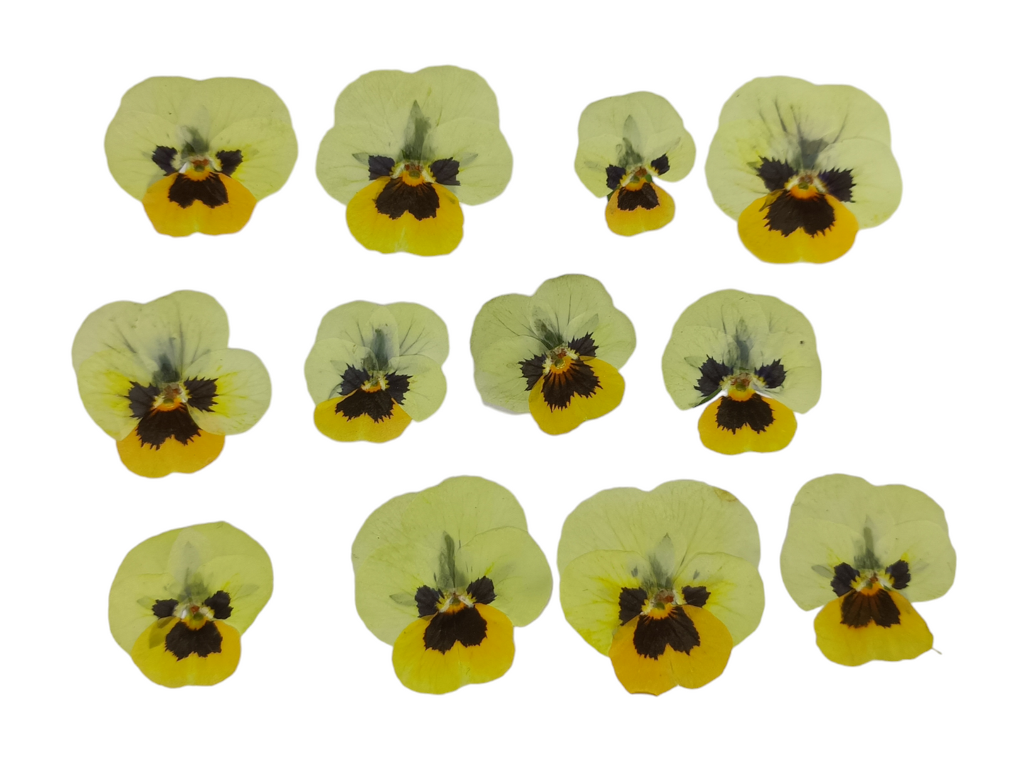 Organic Pressed Edible Flowers - Lemon Viola Flowers
